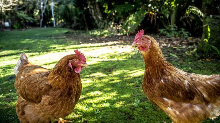 What Should You Take Note Of Raise Chickens In Springtime?