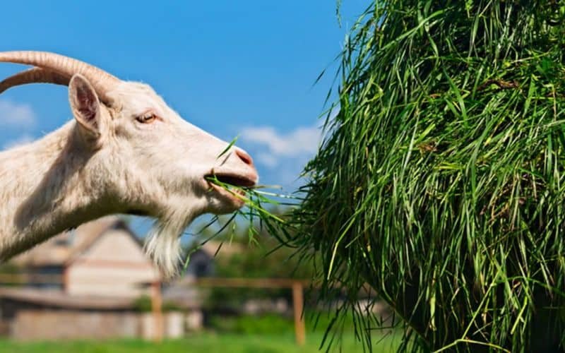 Feeding goats